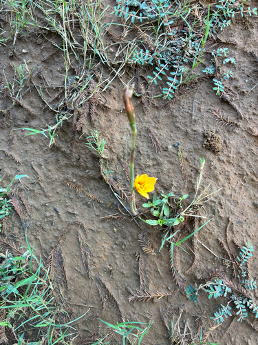 Zephyranthes tubispatha, photograph 1