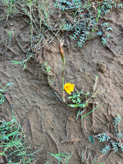Zephyranthes tubispatha, photograph natgrace18, CC0, iNaturalist via GBIF