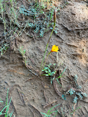 Zephyranthes tubispatha