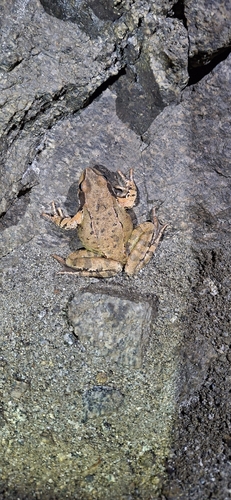 European Common Frog