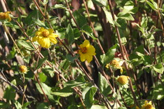 Bahiopsis triangularis