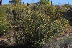 Bahiopsis triangularis