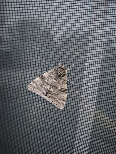 White Underwing