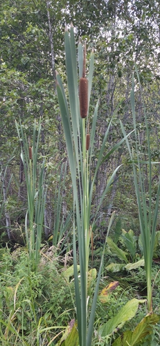 broadleaf cattail