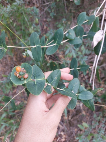 Mediterranean Honeysuckle