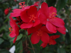 Jatropha integerrima image