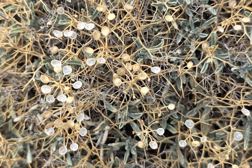 Hormathophylla spinosa