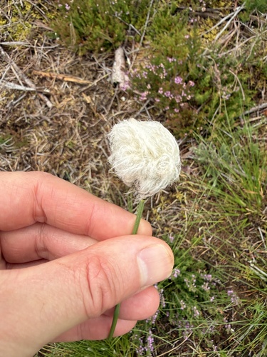Eriophorum vaginatum, photograph 5