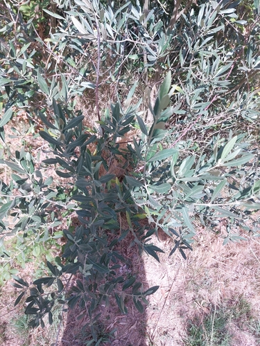 Olive