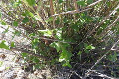 Bahiopsis triangularis