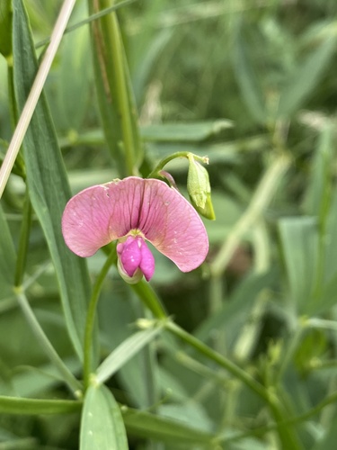 Lathyrus sylvestris, photograph 5