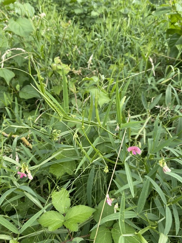 Lathyrus sylvestris, photograph 6