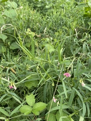Lathyrus sylvestris, photograph (c) Katharine Khamhaengwong, some rights reserved (CC BY)