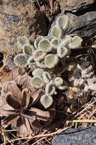 Marrubium supinum