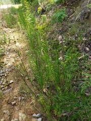 Juncus scirpoides