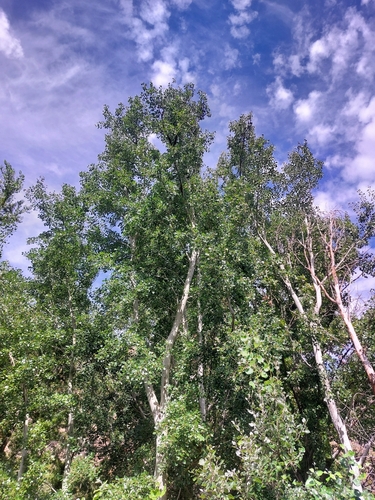 white poplar