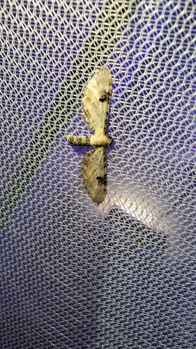 Lime-speck Pug