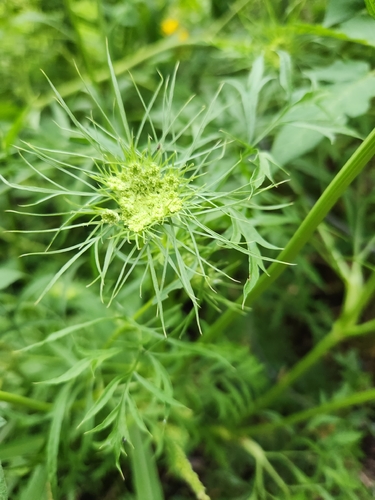 wild carrot