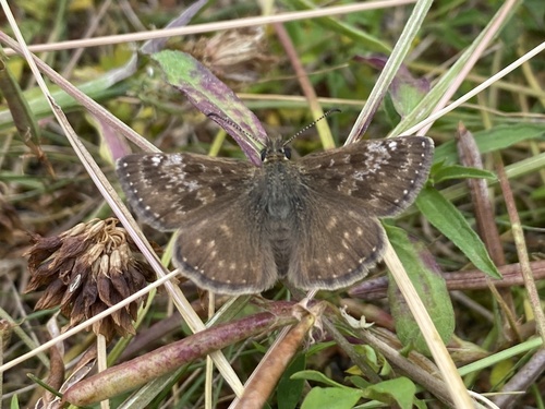 Dingy Skipper, Buitenwijk Southwest, Maastricht, Limburg, NL, photo 10 of 10