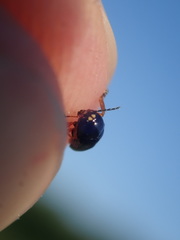 Cryptocephalus ocellatus