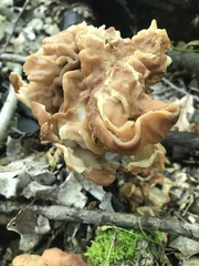Gyromitra korfii