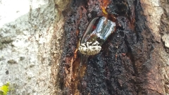 Colecerus marmoratus