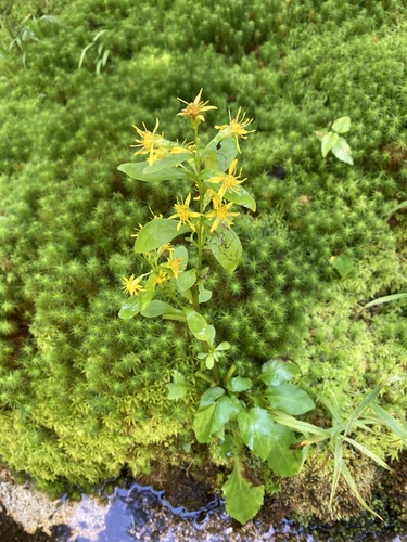 large-leaved goldenrod