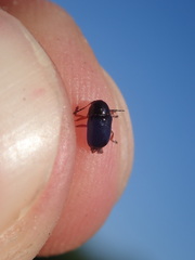 Cryptocephalus ocellatus