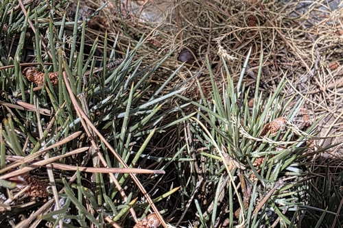 Hedgehog Broom