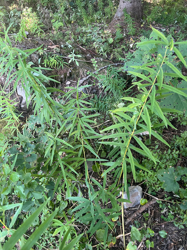 Polygonatum verticillatum, photograph 5