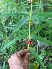 Polygonatum verticillatum, photograph (c) Renee Grebe, some rights reserved (CC BY)