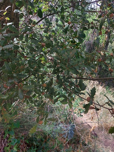Portuguese oak
