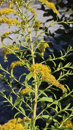 Canada goldenrod