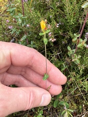 Hypericum pulchrum