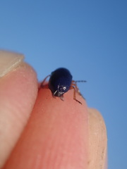 Cryptocephalus ocellatus