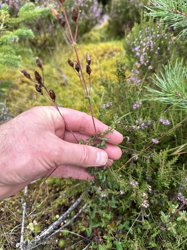 Hypericum pulchrum, photograph 2