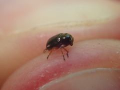 Cryptocephalus ocellatus