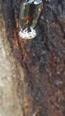 Colecerus marmoratus