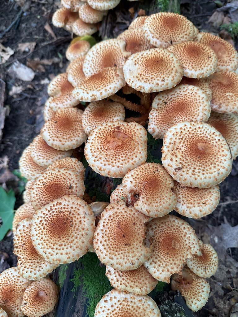 Sharp-scaly Pholiota · September 2026 · photo: Photo: no rights reserved · iNaturalist