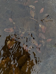 Potamogeton polygonifolius
