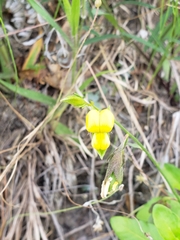Crotalaria sagittalis