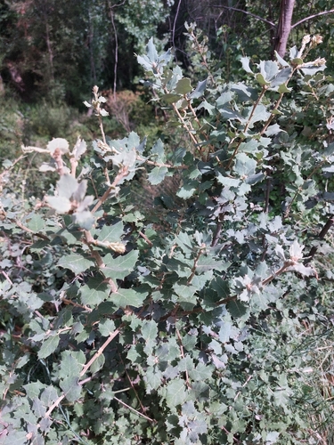 sweet acorn oak