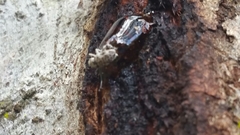 Colecerus marmoratus