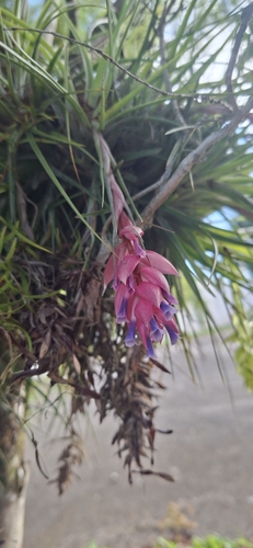 upright airplant