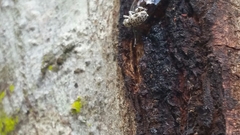 Colecerus marmoratus