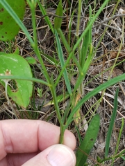 Crotalaria sagittalis