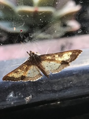Nomophilini