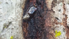 Colecerus marmoratus