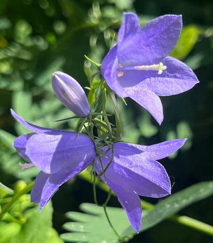 Campanula rhomboidalis, photograph 4