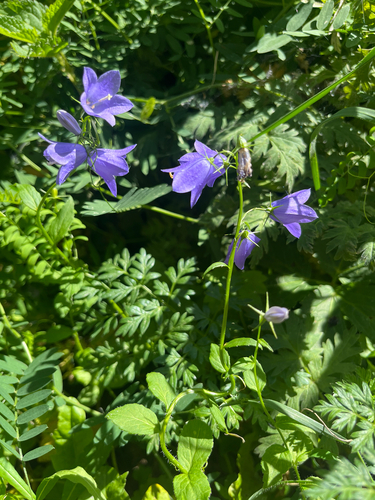 Campanula rhomboidalis, photograph 5